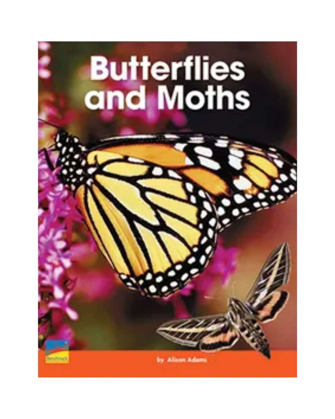 Improve Your Childs Vocabulary - Butterflies and Moths Original